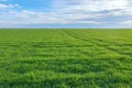 YoungÃÂ Wheat,ÃÂ GreenÃÂ WheatÃÂ SeedlingsÃÂ growing in a field Royalty Free Stock Photo
